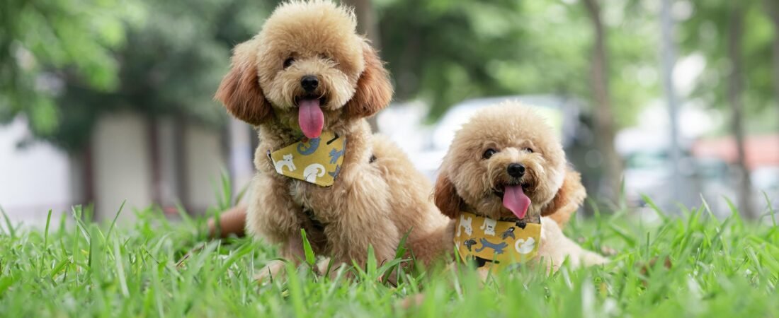 The Best Pet Products for New Pet Owners: A Complete Guide