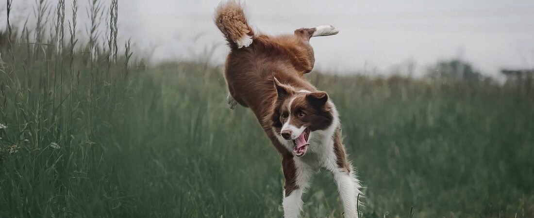 Dog Body Language: The Complete Guide to Understanding What Your Dog Is Actually Saying