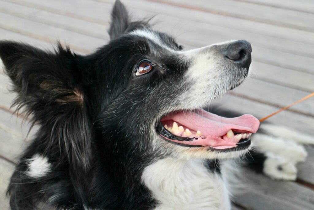 Border-Collie-scaled