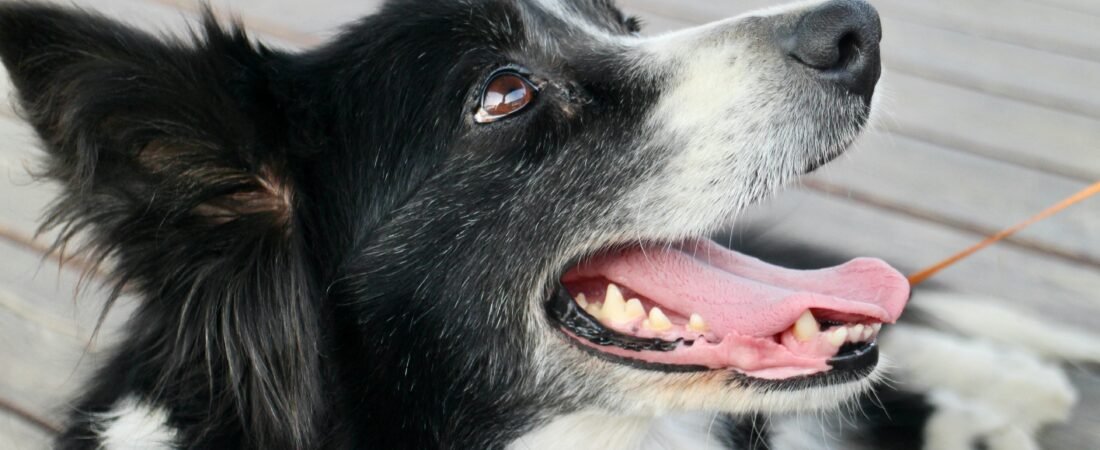 Yeast Infection in Dogs: Symptoms, Causes, Treatment and Prevention