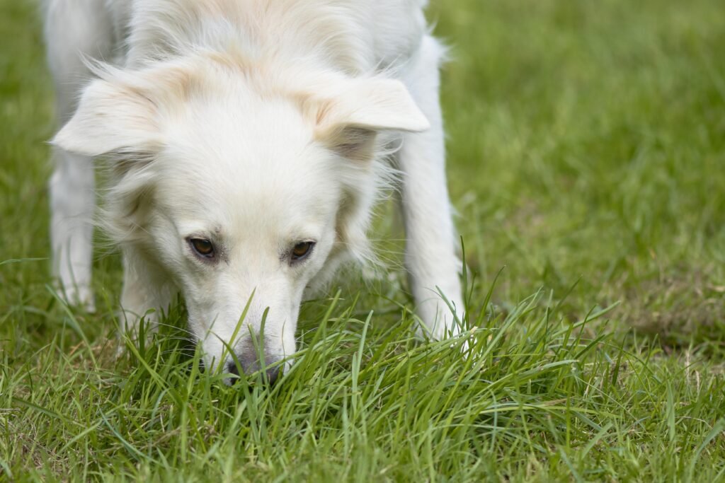 why-does-my-dog-eat-grass