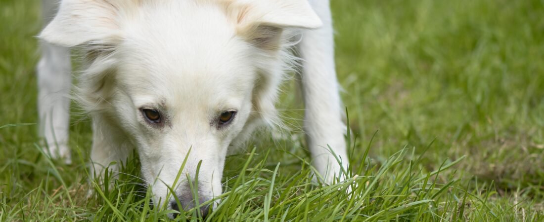 Why Does My Dog Eat Grass? Every Reason Explained by Science