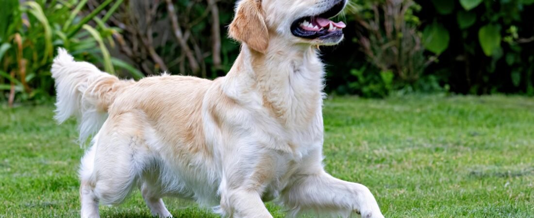 The Longevity Blueprint: Identifying Early Signs of Aging and “Silent Pain” in Pets