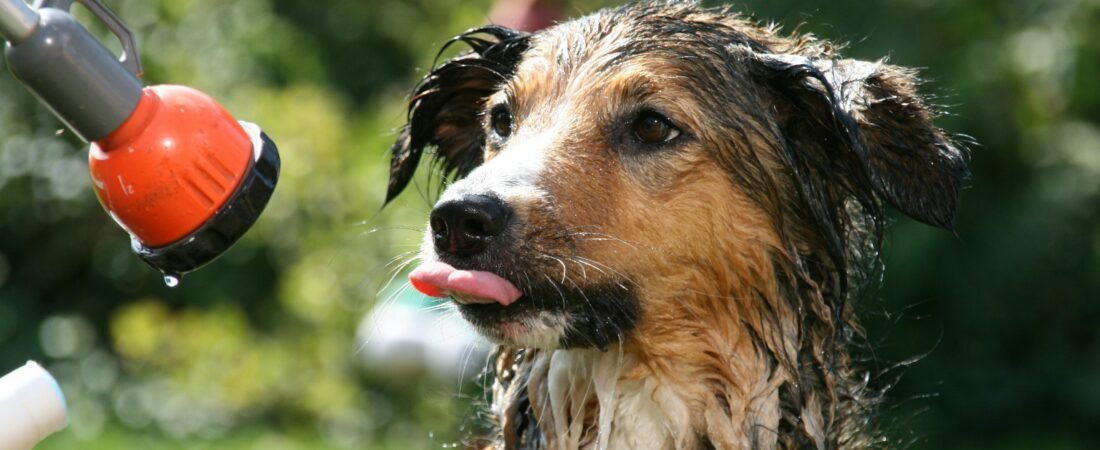 How Often Should You Bathe Your Dog? A Complete Guide by Coat Type