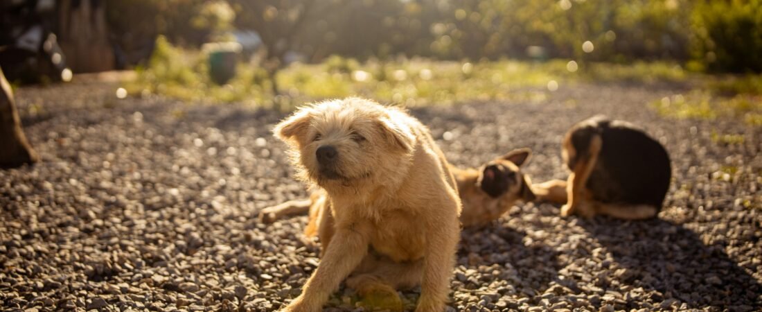 Dog Food for Skin Allergies and Itching: How to Find the One That Actually Works