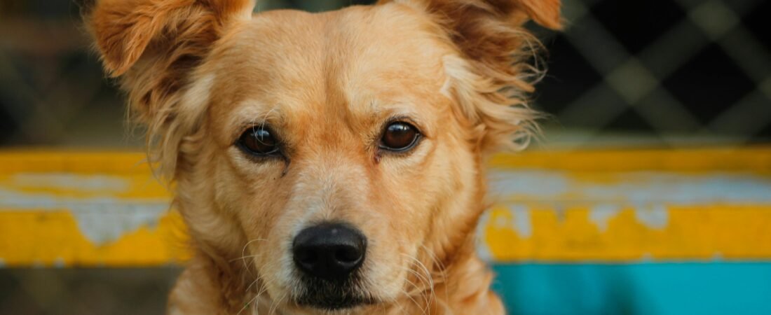 Dog Ear Infection: Symptoms, Causes, and When to See a Vet