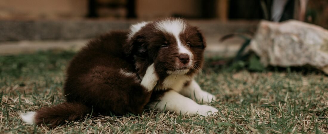 Flea and Tick Prevention for Dogs: Every Option Compared