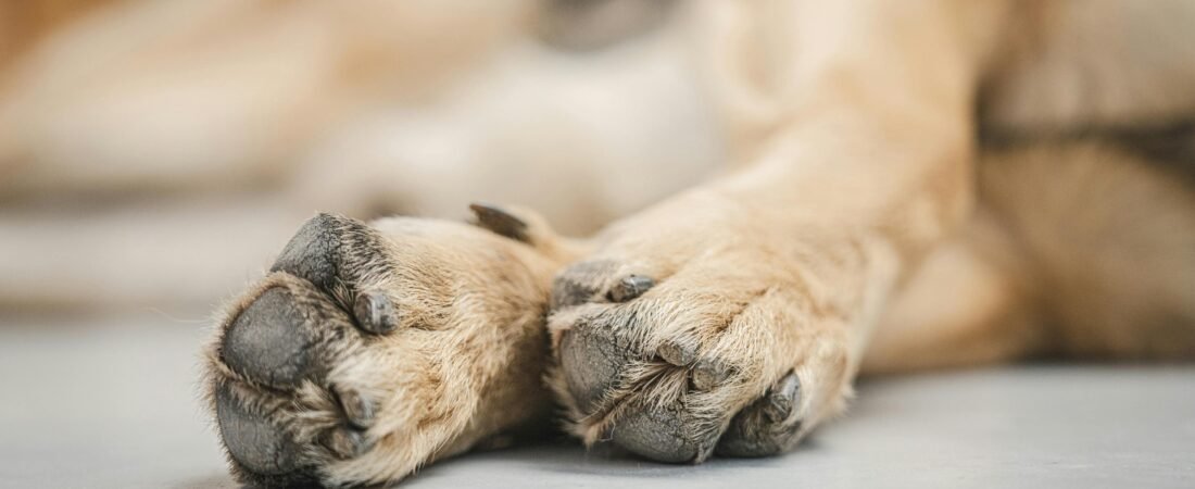 Organic Paw Balm for Dogs: Healing Cracked Pads and What Ingredients Actually Work