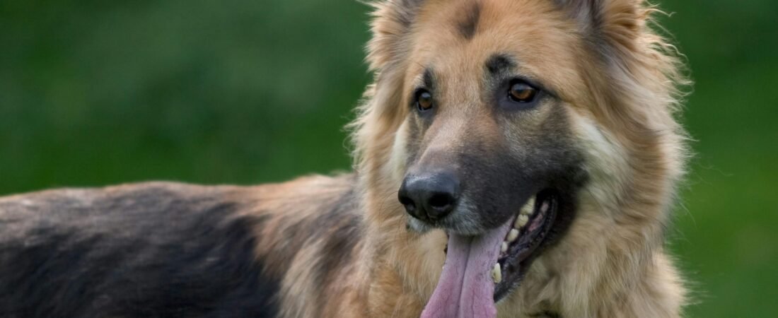 Best Dog Food for German Shepherds: A Breed-Specific Guide That Actually Makes Sense