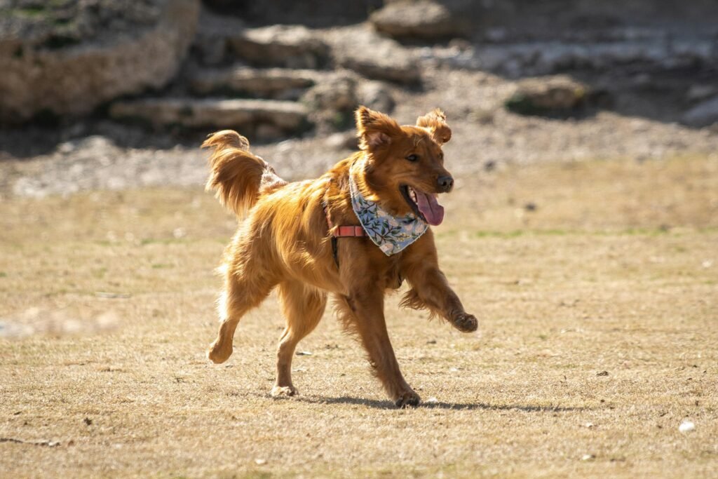 Biohacking for Dogs