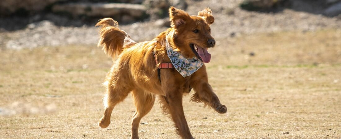 Biohacking for Dogs: How to Extend Your Dog’s Healthspan in 2026