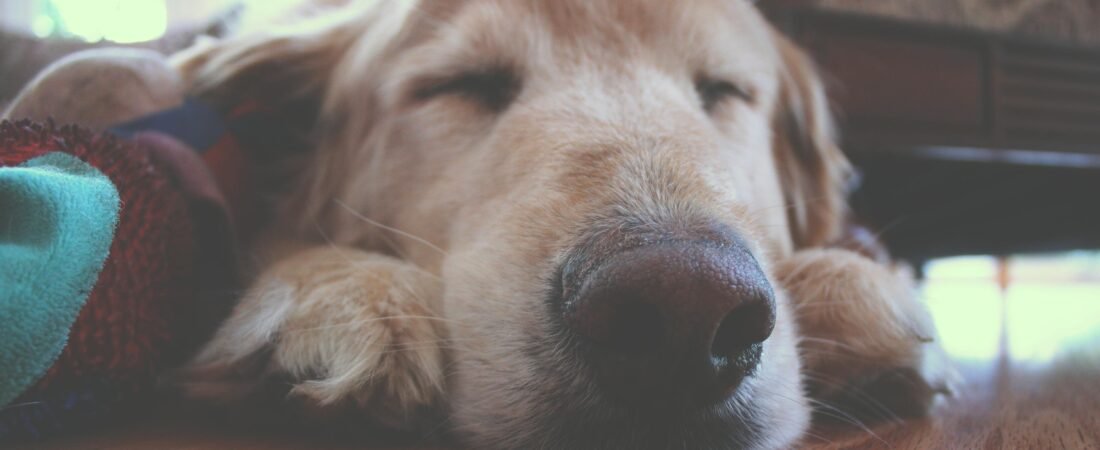 Signs Your Dog Is Dying: A Compassionate Guide for Pet Owners