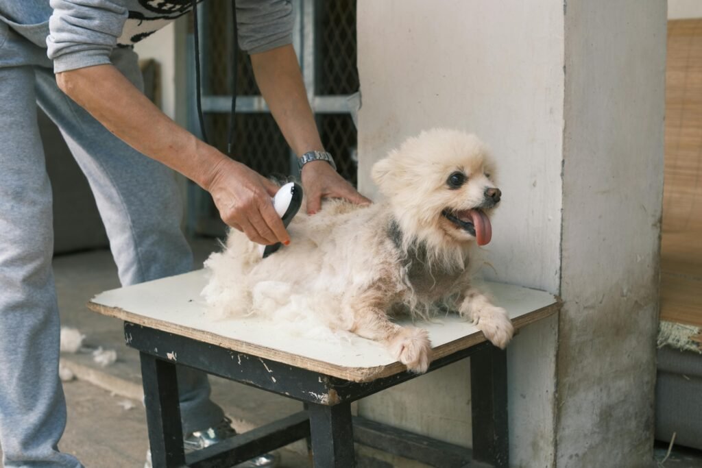 DIY Teddy Bear Cut for Goldendoodles and Labradoodles