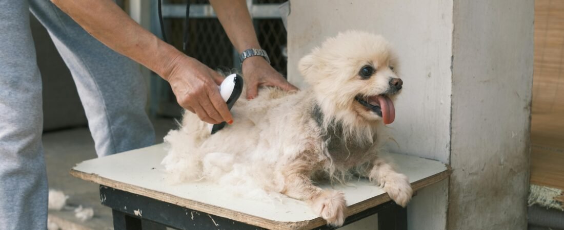 DIY Teddy Bear Cut for Goldendoodles and Labradoodles: Step-by-Step Guide