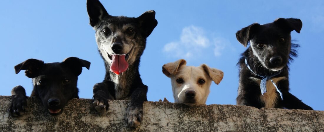 Prednisone for Dogs: Side Effects, Dosage, and What Vets Want You to Know