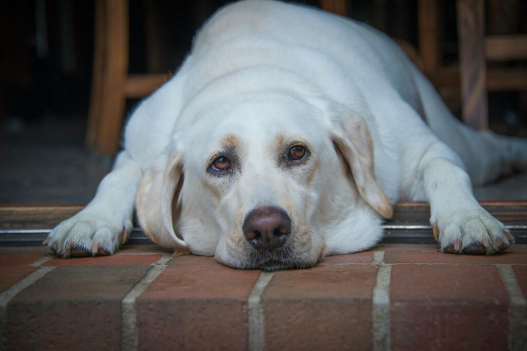 dog whining