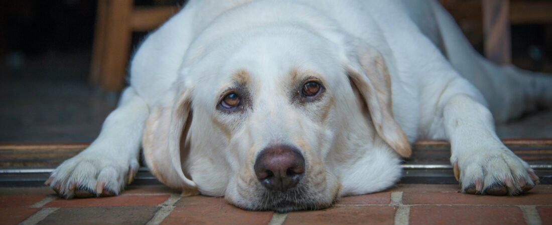 Signs of Dog Boredom and Destructive Behavior: Root Causes and Real Solutions