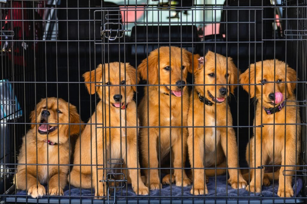 training a puppy