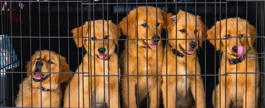How to Crate Train a Puppy: A Night-by-Night Plan for the First 2 Weeks