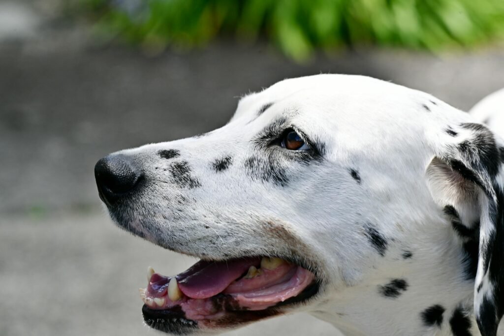 dog staring at the wall