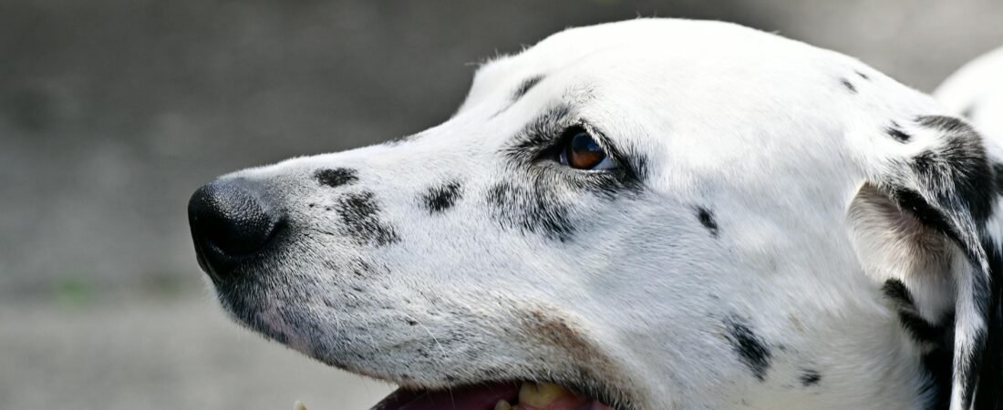 Natural Tear Stain Removal for White Dogs: What Causes Them and What Actually Works